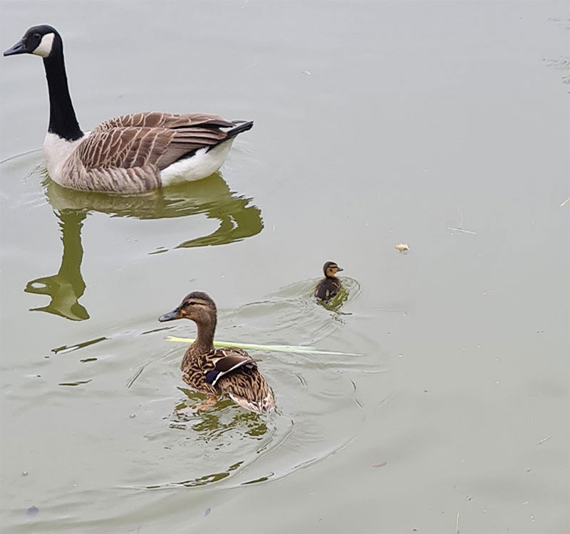 The-Fisheries-Image-7